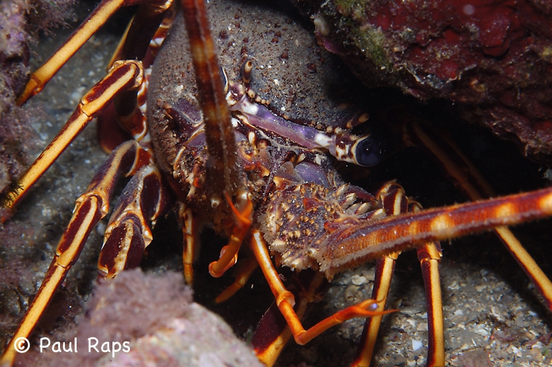 Langoest - Spiny Lobster - Langosta - Palinurus vulgaris [Islas Medas - ES]