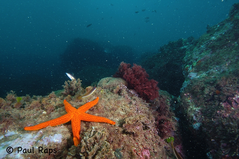 Zeester in landschap - Starfish in scenery - estrellas de mar en paisaje submarino - [Islas Medas - ES]