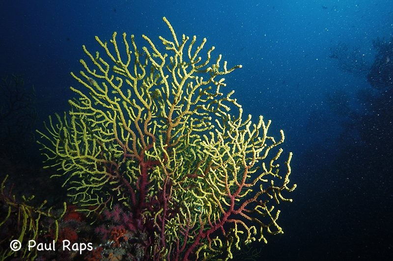 Zacht koraal - Soft Coral - Gorgonia - [Islas Medas - ES]