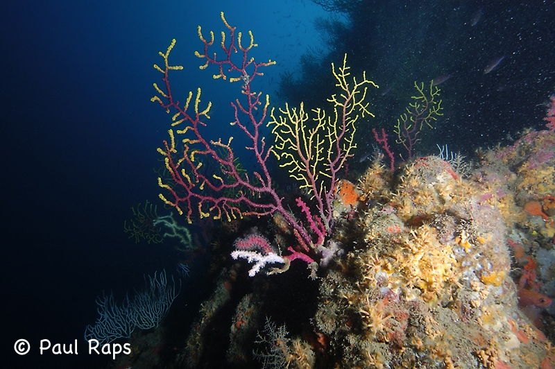Zacht koraal - Soft Coral - Gorgonia - [Islas Medas - ES]